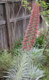 Echium wildpretti Red.jpg (150003 bytes)