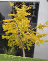 Ginkgo biloba autumn.jpg (135926 bytes)