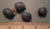 Gymnocladus chinensis seed.jpg (118702 bytes)
