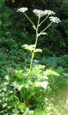 Heracleum lanatum plant.jpg (142067 bytes)