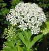 Heracleum lanatum umbel 2.jpg (112461 bytes)