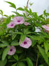 Ipomoea-heptaphylla2.jpg (106520 bytes)