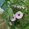 Ipomoea-heptaphylla4.jpg (138663 bytes)