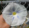 Ipomoea tricolor Blue Star 2.jpg (53694 bytes)