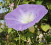 Ipomoea tricolor Wedding Bells 1.jpg (35367 bytes)