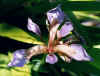 IrisFoetidissima.jpg (44816 bytes)