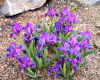 Iris pumila2.JPG (180004 bytes)