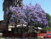 Jacaranda mimosifolia.jpg (99445 bytes)