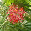 Jatropha multifida flowers2.JPG (159566 bytes)