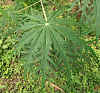 Jatropha multifida leaf.JPG (169155 bytes)