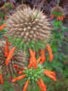Leonotis nepetaefolia Staircase.jpg (68825 bytes)