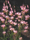 Lilium Martagon Pink.jpg (360086 bytes)