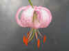 Lillium martagon Pink 2008.jpg (118256 bytes)