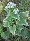 Lunaria annua variegated white.jpg (490861 bytes)