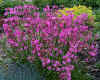 Lychnis viscaria v. splendens.jpg (130283 bytes)