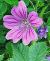 Malva sylvestris cls.jpg (28100 bytes)