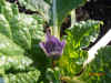 Mandragora turcomanica flower.JPG (106183 bytes)