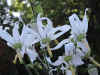Michauxia tchaihatchewii flowers.JPG (80690 bytes)