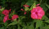 Mirabilis Jalapa California Wild.jpg (57008 bytes)