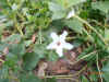 Mirabilis longiflora.JPG (96510 bytes)