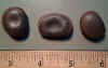 Mucuna seed.jpg (135922 bytes)