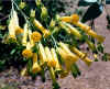 Nicotiana Glauca Blooms.jpg (63877 bytes)