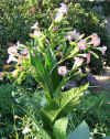 Nicotiana Tabacum Perique Flowers 2.jpg (108888 bytes)