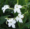 Nicotiana alata Sweet White 1.jpg (61468 bytes)