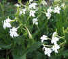 Nicotiana alata Sweet White 7.jpg (94089 bytes)