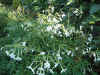 Nicotiana alata Sweet White 8.jpg (126297 bytes)