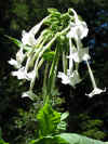 Nicotiana sylvestris 2.jpg (98930 bytes)