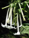 Nicotiana sylvestris 3.jpg (79493 bytes)