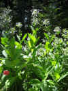 Nicotiana sylvestris clump 2.jpg (127447 bytes)