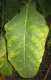 Ripe Tobacco Leaf.jpg (34607 bytes)