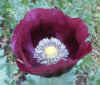 Papaver Lauren's Grape8.jpg (57849 bytes)