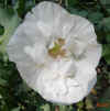 Papaver White Cloud SemiDouble5.jpg (48159 bytes)