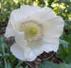 Papaver White Cloud Single2.jpg (56383 bytes)