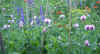 Papaver s. 'Monet's Poppy'.jpg (102930 bytes)