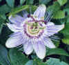 PassifloraCaerulea.jpg (51026 bytes)