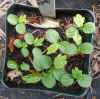 Passiflora mollissima seedlings.jpg (93385 bytes)