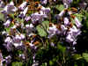 Paulownia tomentosa flowers 3.jpg (99050 bytes)