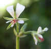 Pelargonium mollicomum1.jpg (32202 bytes)