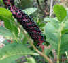 Phytolacca acinosa berries 4.jpg (76717 bytes)