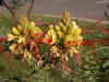 Poinciana Gillesii flowers.jpg (98040 bytes)
