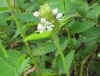 Prunella vulgaris White 1.jpg (25085 bytes)