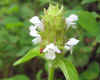 Prunella vulgaris White 2.jpg (18260 bytes)