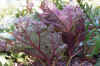 RheumPalmatumAtrosanguineumLeafjpg.jpg (49862 bytes)