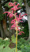 Rheum palmatum v. atrosanguineum flower.jpg (150450 bytes)