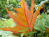 Rheum palmatum v. atrosanguineum leaf.jpg (77787 bytes)