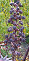 Ricinus communis New Zealand Purple 7.jpg (120408 bytes)